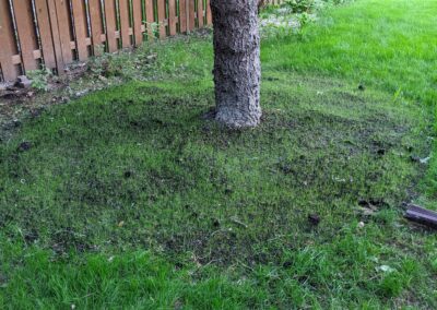 Grass - after